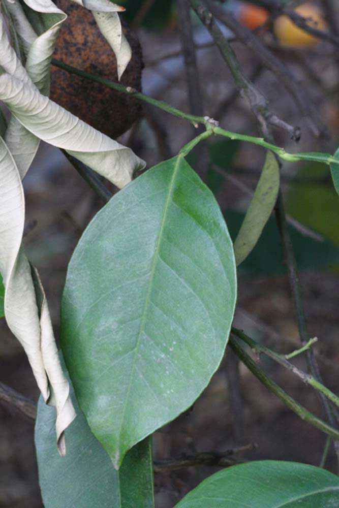              Unifoliolate leaf (Riverside, CA)       